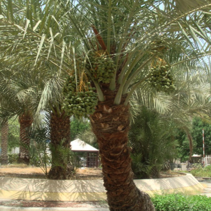 Founders of Nakheel